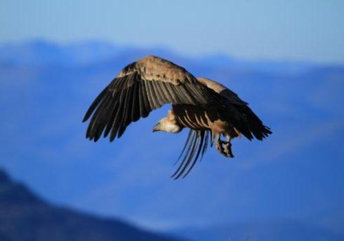 A la découverte du vautour fauve